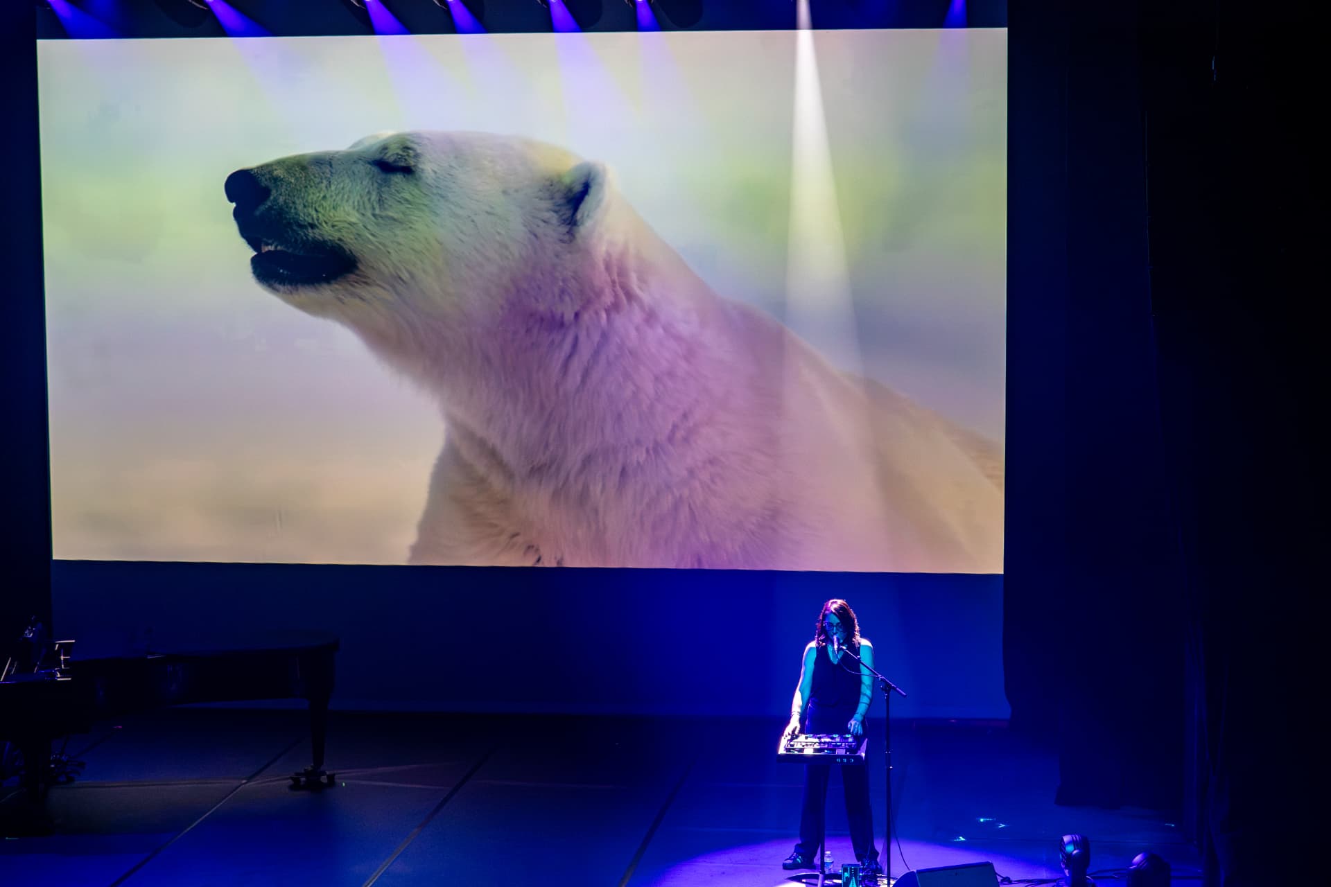Portrait d'ours polaire en très grand format sur l'écran de scène