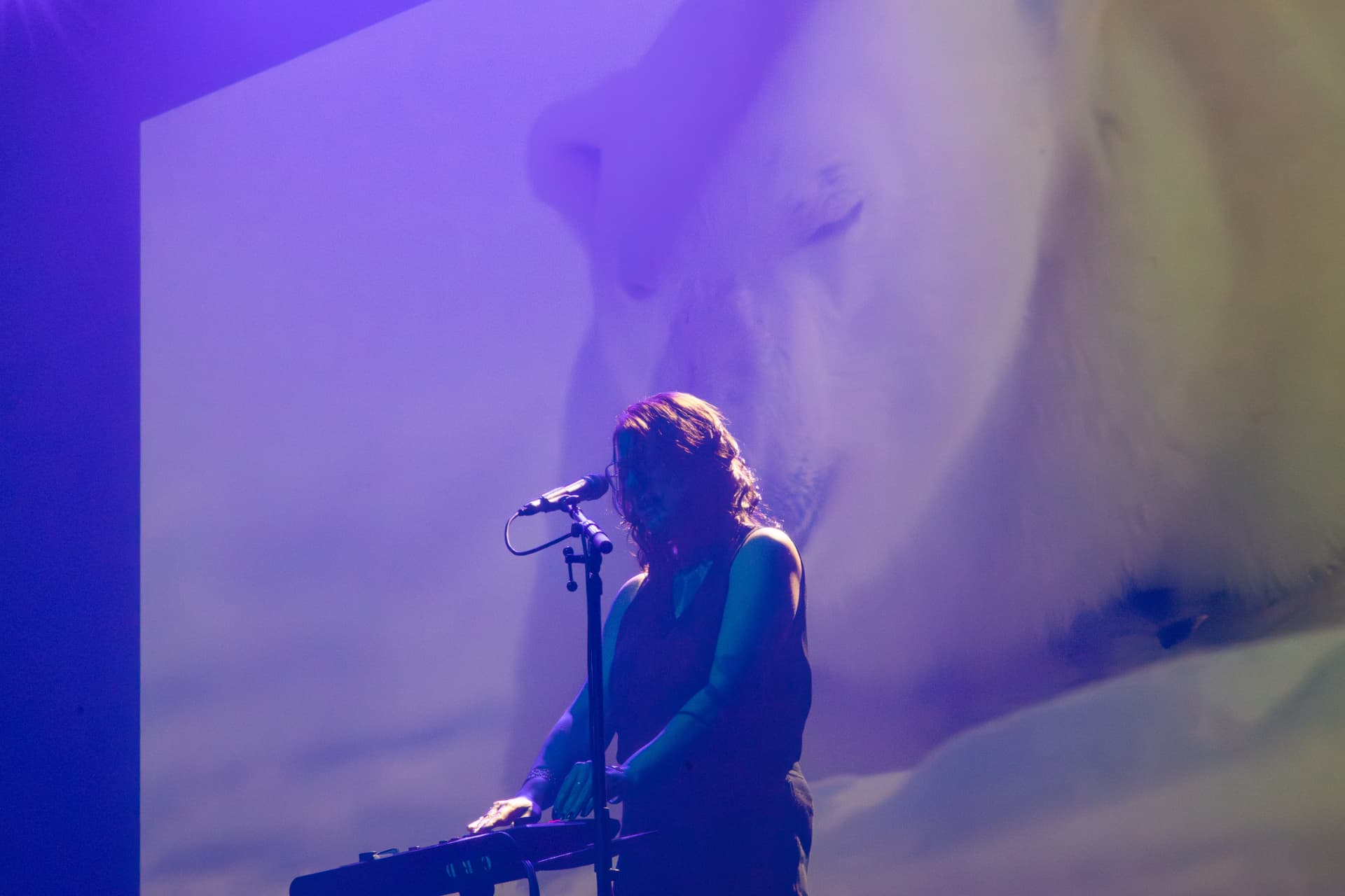 Chant devant la projection rapprochée d'un ours polaire, lumière violette